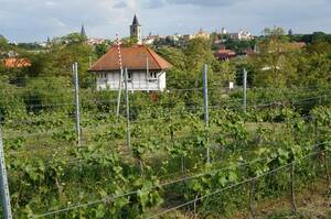 Hochschulweinberg mit Bernburg im Hintergrund (Foto: HS Anhalt/Renate Geue)